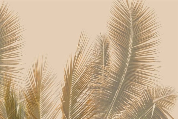 Hints Of Light - a wallpaper made of oversized palm leaves in a golden tone by Cara Saven Wall Design
