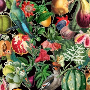 Parrots and Plums - a wallpaper made up of oversized birds and fruit in bright colours on a dark background by Cara Saven Wall Design